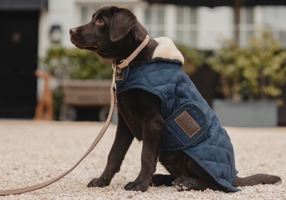 Kentucky Hund Kentucky Hund